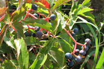 Parthenocissus quinquefolia