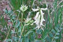Astragalus drummondii