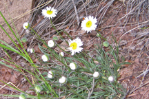 Erigeron flagellaris