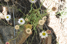 Erigeron flagellaris