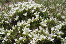 Eremogene hookerii