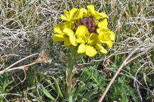 Erysimum capitatum