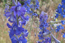 Delphinium geyeri