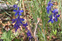 Delphinium nuttallianum