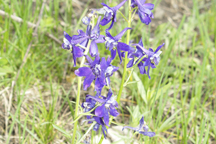 Delphinium nuttallianum