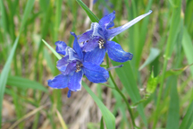 Delphinium nuttallianum
