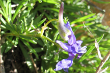 Delphinium nuttallianum