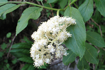 Sambucus racemosa