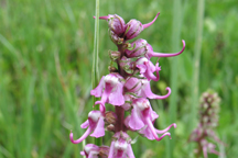 Pedicularis groenlandica
