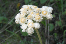Anaphalis margaritacea