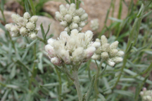 Anaphalis margaritacea