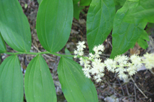 Maianthemum amplexicaule