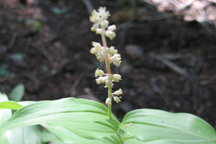 Maianthemum amplexicaule