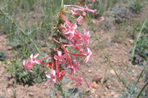 Ipomopsis aggregata
