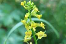 Camelina microcarpa