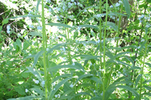 Hackelia floribunda