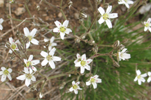 Arenaria fendleri