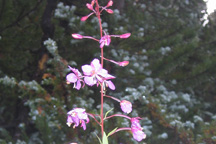 Chamerion augustifolium