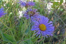 Erigeron subtrinervis