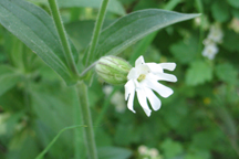 Silene noctiflora