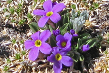 Primula agustifolia