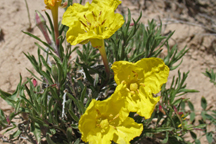 Oenothera howardii