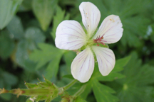 Geranium richardsonii