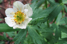 Trollius albiflorus