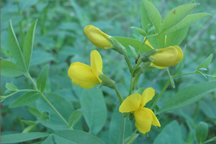Thermopsis divaricarpa