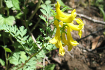 Corydalis aurea