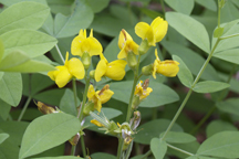 Thermopsis divaricarpa