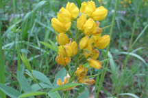 Thermopsis divaricarpa