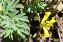 Corydalis aurea