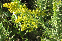 Solidago canadensis