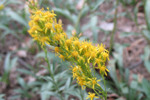 Solidago canadensis