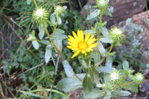 Grindelia squarrosa