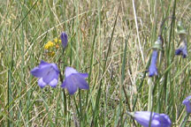Campanula rotundifolia