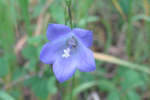 Campanula rotundifolia
