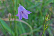 Campanula rotundifolia