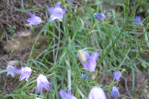 Campanula rotundifolia
