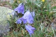 Campanula rotundifolia