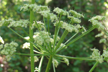 Conium maculatum
