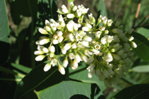 Apocynum cannabinum