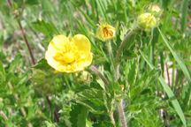 Ranunculus cardiophyllus