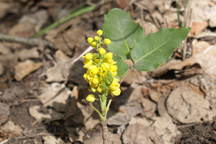 Mahonia repens