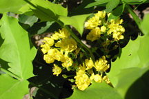 Mahonia repens