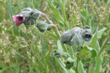 Cynoglossum officinale