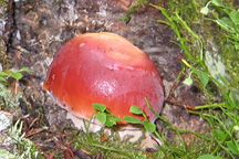 unknown mushroom