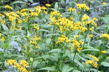 Senecio triangularis