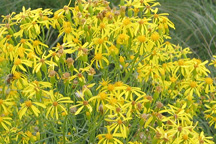 Gutierrezia sarothrae